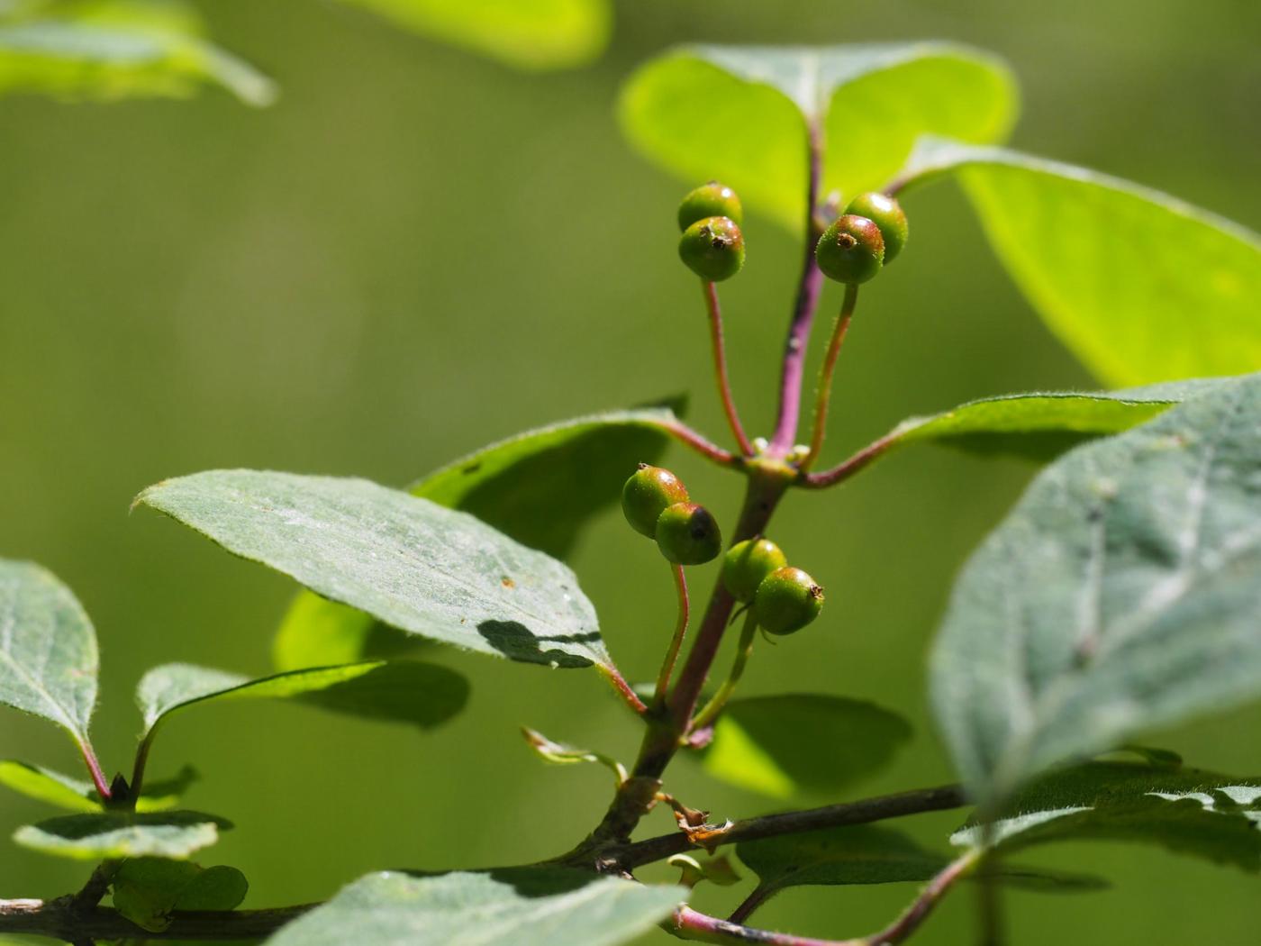 Cherry, Bird fruit